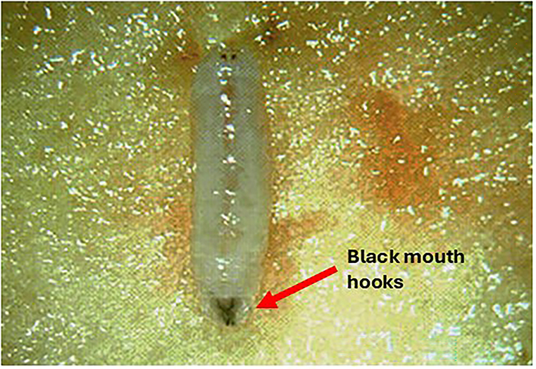 BB Maggot Larva Figure 4.jpg